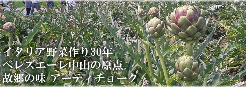 ベレズエーレ中山の原点とも言える初夏のイタリア野菜アーティチョークの画像